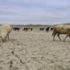 La Tunisie, 5e pays au monde le plus vulnérable au risque accru de sécheresse