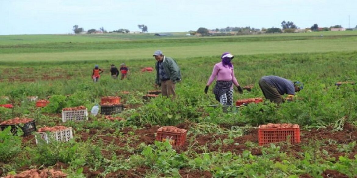 agriculture روضة قفراج: إتلاف فوائض المحاصيل ظاهرة أصبحنا نلاحظها كثيرا في السنوات الأخيرة