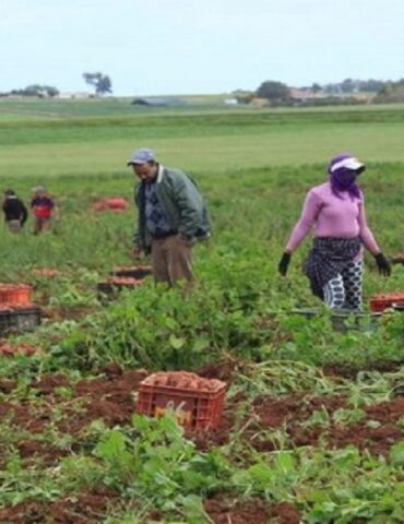 agriculture روضة قفراج: إتلاف فوائض المحاصيل ظاهرة أصبحنا نلاحظها كثيرا في السنوات الأخيرة