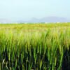 زغوان: 50 بالمائة من مساحات الحبوب المطرية في حالة صعبة