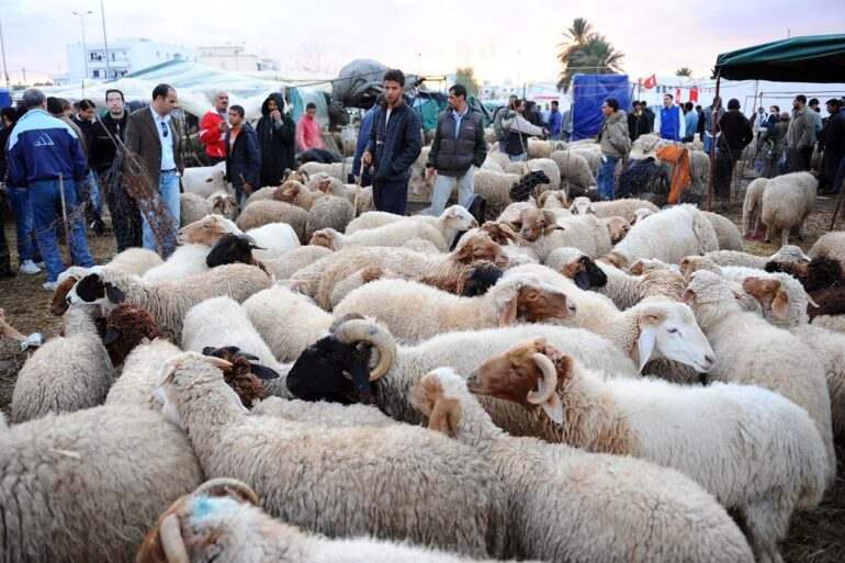 عيد الأضحى بلعيد الميداني الضاوي: الحفاظ على القطيع يحتاج إلى دعم الفلاح