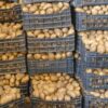 وزارة التجارة تنفي توريد كميات من البطاطا