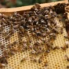 تربية النحل: إعداد مخطط استثماري لجعل سلسلة القيمة في المجال أكثر تنافسية