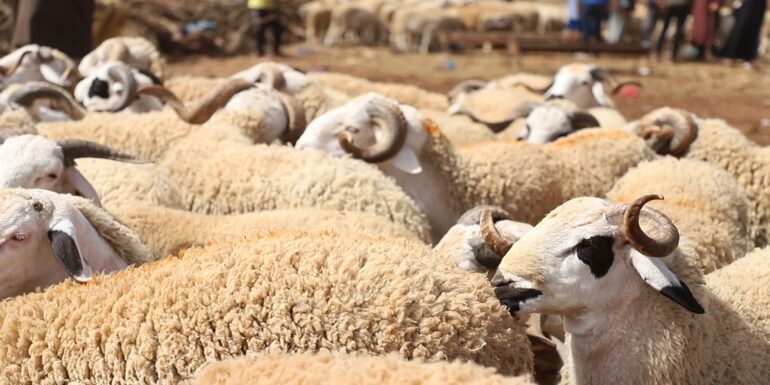 moutons توفر قرابة مليون و100 ألف رأس غنم لعيد الاضحى