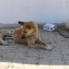 داء الكلب في تونس بالأرقام
