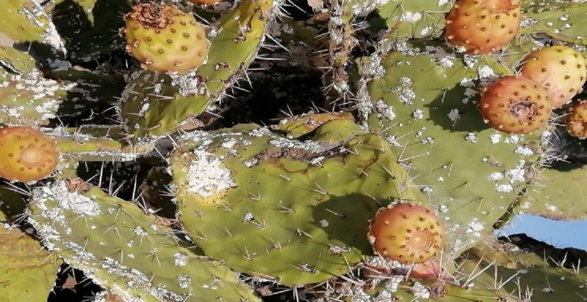 7achara القصرين: السيطرة بالكامل على البؤرة الثانية للحشرة القرمزية