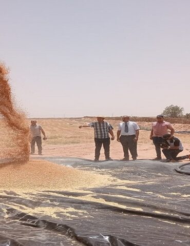 7asad زراعة القمح في الجنوب: مؤشرات إيجابية .. وتوجه نحو توسيع المساحات