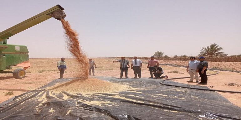 7asad زراعة القمح في الجنوب: مؤشرات إيجابية .. وتوجه نحو توسيع المساحات