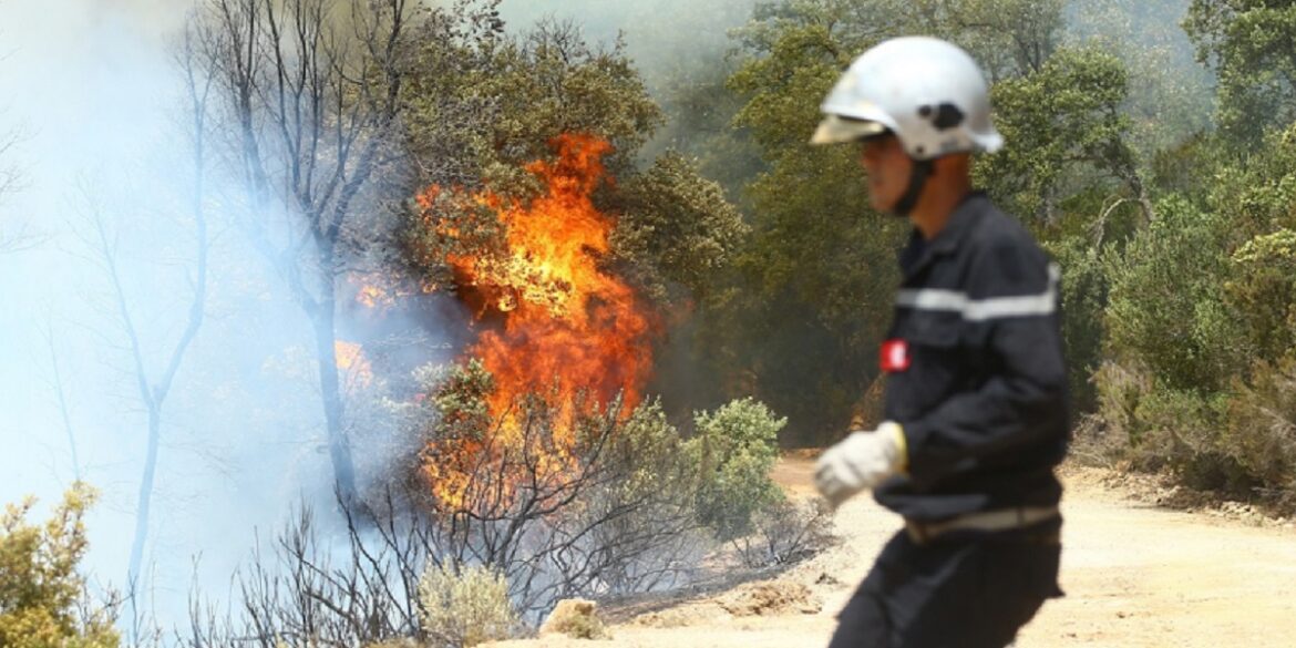 GettyImages العميد معز تريعة: تسجيل 125 حريقا في المحاصيل الزّراعية أضرت بمساحة 288 هكتارا