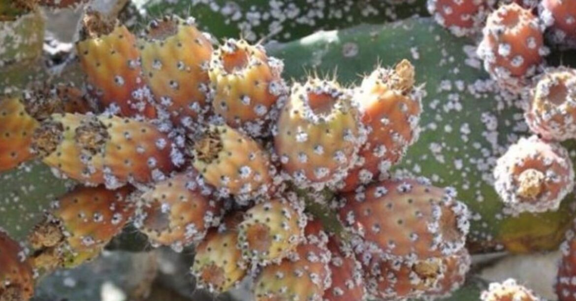 7achara القصرين: إكتشاف بؤرة جديدة للحشرة القرمزية والسيطرة عليها بالكامل