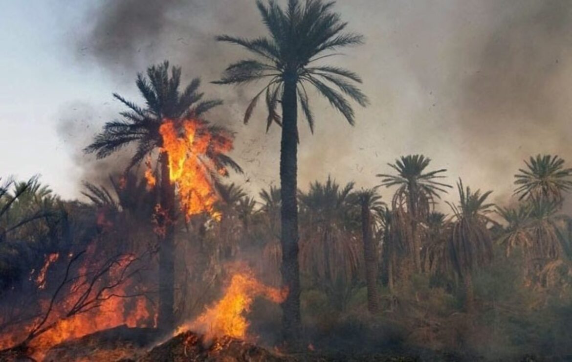 TOUZEUR توزر: انخفاض في عدد الحرائق بالواحات مقارنة بالصائفة الفارطة