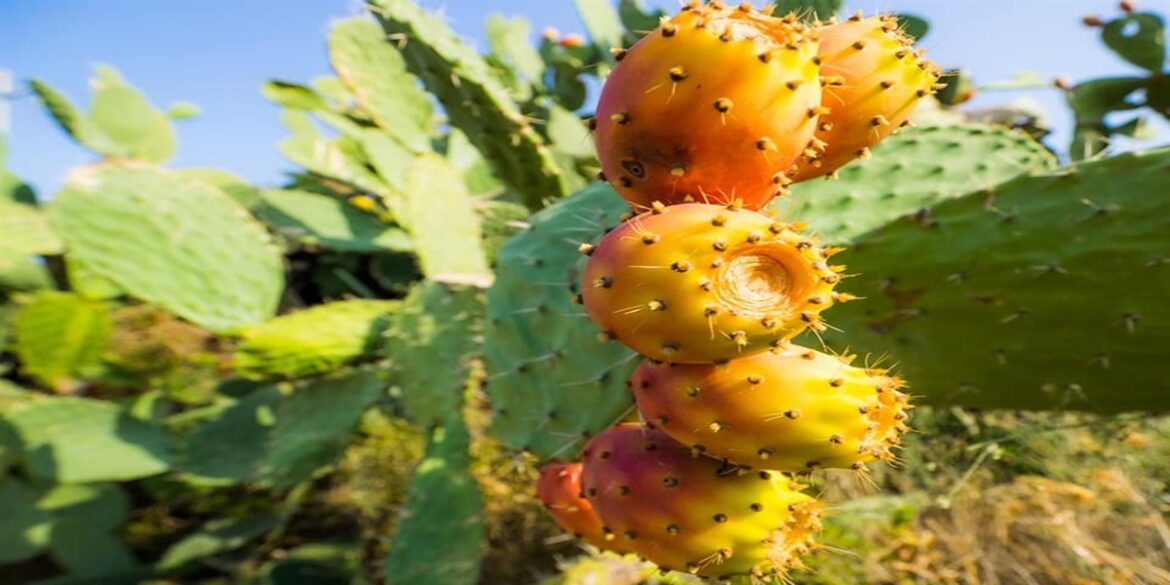hendi نابل: تراجع صابة الهندي الأملس بنسبة 40 % بسبب انتشار الحشرة القرمزية