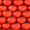 قفصة: تقديرات بارتفاع صابة الطماطم الفصلية المعدة للتحويل