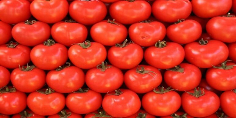 tomates نابل: انطلاق موسم جني وتحويل الطماطم