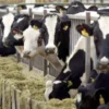 احداث خلية أزمة لمتابعة مرض الجلد العقدي عند الأبقار وحماية القطيع