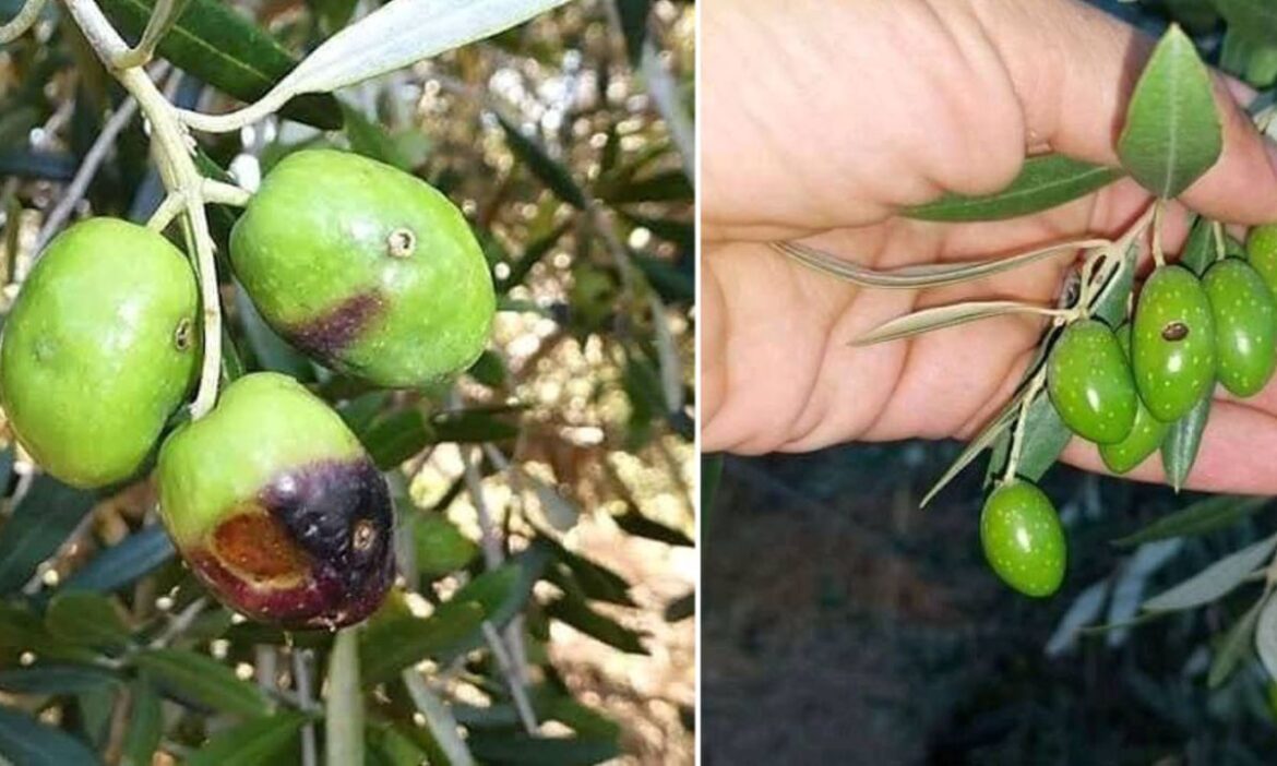 zaytoun الدعوة إلى الحد من ري الزياتين لتفادي الإصابة بمرض ذبابة الزياتين