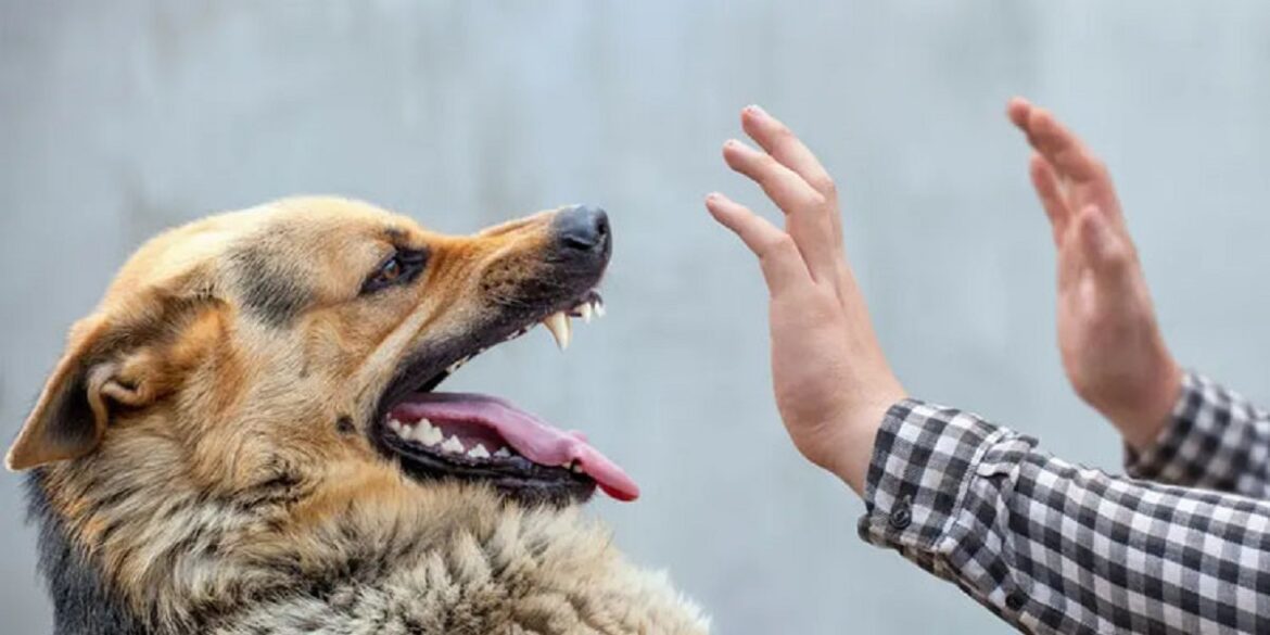 chien الدكتورة كوثر حرابش: تعميم تلاقيح داء الكلب على أقسام الاستعجالي ومراكز الصحة الأساسية