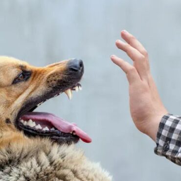 chien الدكتورة كوثر حرابش: تعميم تلاقيح داء الكلب على أقسام الاستعجالي ومراكز الصحة الأساسية