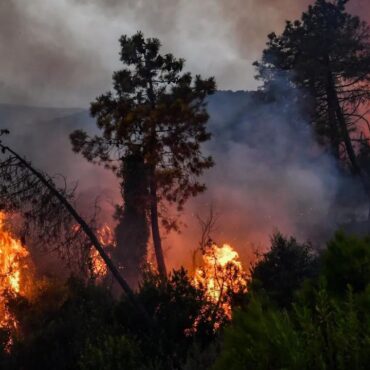 feux de foret3 جندوبة: اندلاع حريق ببني مطير ومخاوف من توسعه نحو المساكن ومولد كهربائي ضخم