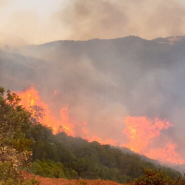 fire السيطرة على حريق غابة جبل عين بلوين بباجة الشمالية