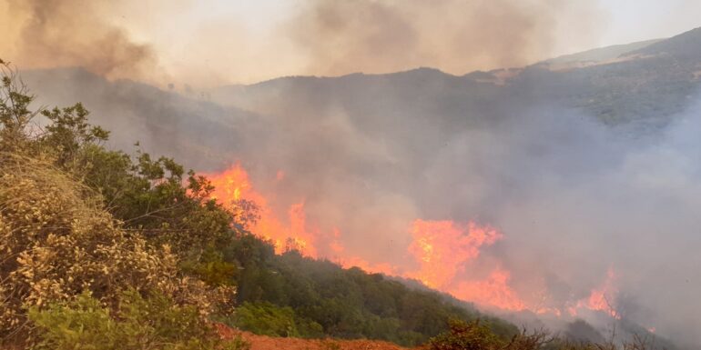 fire السيطرة على حريق غابة جبل عين بلوين بباجة الشمالية