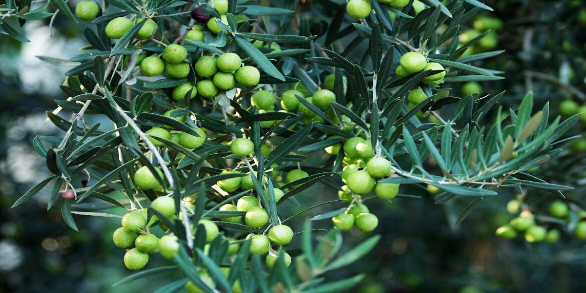 olives "صابة قياسية": وزارة الفلاحة تقر إجراءات جديدة لفائدة منظومة زيت الزيتون