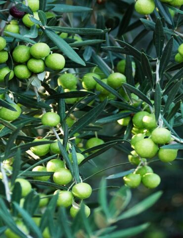 olives "صابة قياسية": وزارة الفلاحة تقر إجراءات جديدة لفائدة منظومة زيت الزيتون