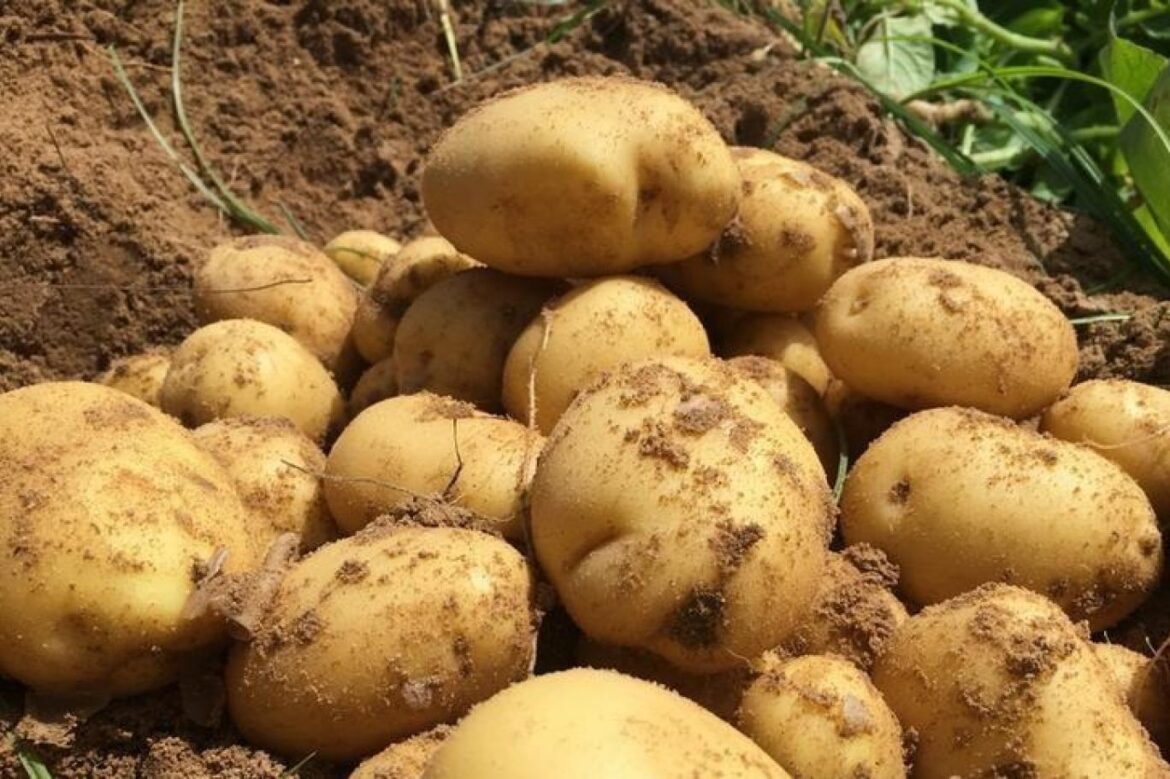 potatos حجز حوالي 18طنا من مادة البطاطا المعدة للاستهلاك