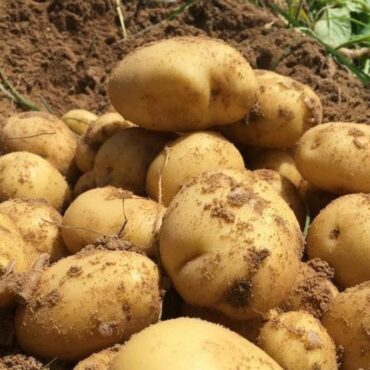 potatos توزيع المخزون التعديلي لمادة البطاطا .. مع تعزيز الرقابة الاقتصادية