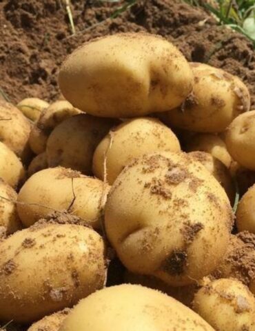 potatos توزيع المخزون التعديلي لمادة البطاطا .. مع تعزيز الرقابة الاقتصادية