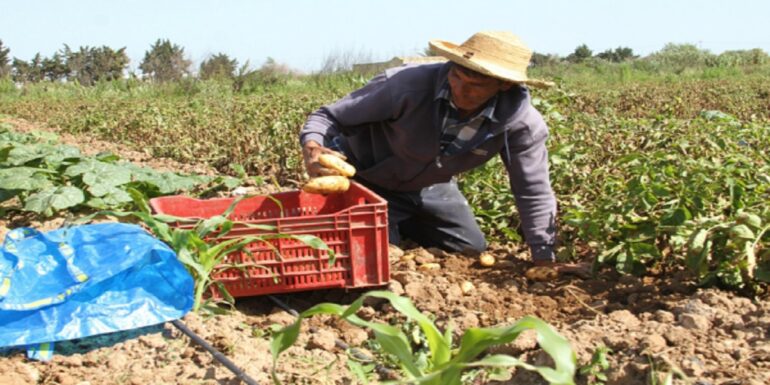 fale7 الشروع في اسناد بطاقة الفلاح المهنية الرقمية مطلع 2025