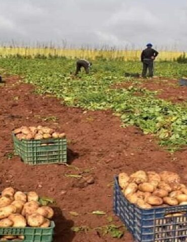 batata 1 صابة البطاطا بقفصة تقدر بأكثر من 13 ألف طن