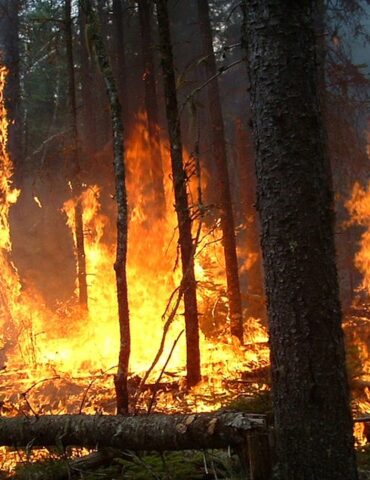 incendie حرائق الغابات تتراجع في صائفة 2024 مع انخفاض ملحوظ في المساحات المتضررة