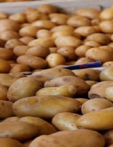 pomme سوسة: حجز 7ر5 أطنان من مادة البطاطا المعدة للاستهلاك بعد ثبوت مسكها لغاية المضاربة والإحتكار