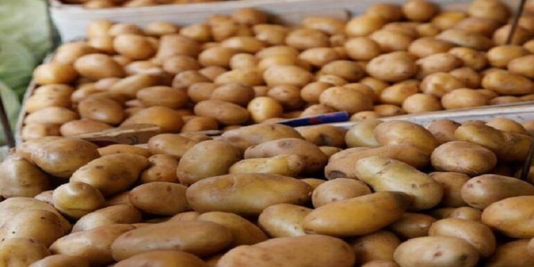 pomme سوسة: حجز 7ر5 أطنان من مادة البطاطا المعدة للاستهلاك بعد ثبوت مسكها لغاية المضاربة والإحتكار