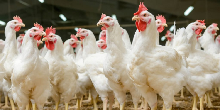 poulet vif Les prix maximums à la production pour la vente du poulet vif fixés à 5,300 millimes/kg