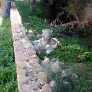 Tigre blanc Sfax Sfax : toute la lumière sur l’histoire du tigre blanc