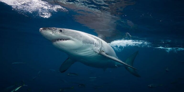 SHARK مهدي عيسى: أكثر من 40 صنفا من أسماك القرش في السواحل التونسية