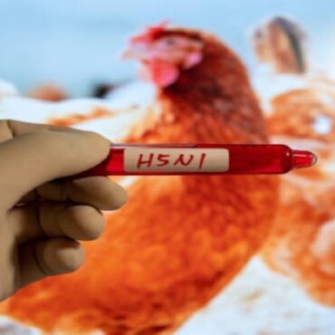 h5n1 رصد إصابة بشرية نادرة بإنفلونزا الطيور في هذه الدولة ..