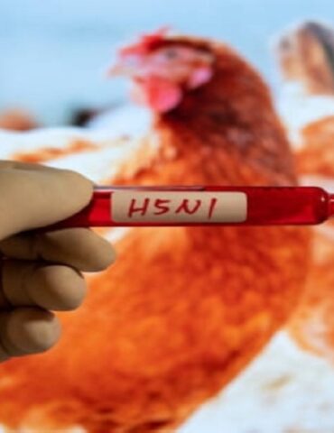 h5n1 رصد إصابة بشرية نادرة بإنفلونزا الطيور في هذه الدولة ..