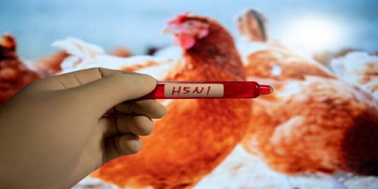 h5n1 رصد إصابة بشرية نادرة بإنفلونزا الطيور في هذه الدولة ..