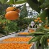 La saison d’exportation des oranges maltaises vers le marché français démarre ce samedi