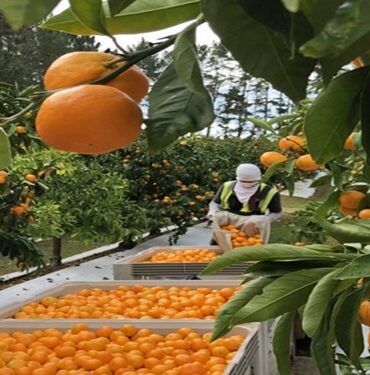 oranges maltaises La saison d’exportation des oranges maltaises vers le marché français démarre ce samedi