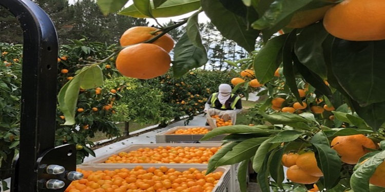 oranges maltaises La saison d’exportation des oranges maltaises vers le marché français démarre ce samedi