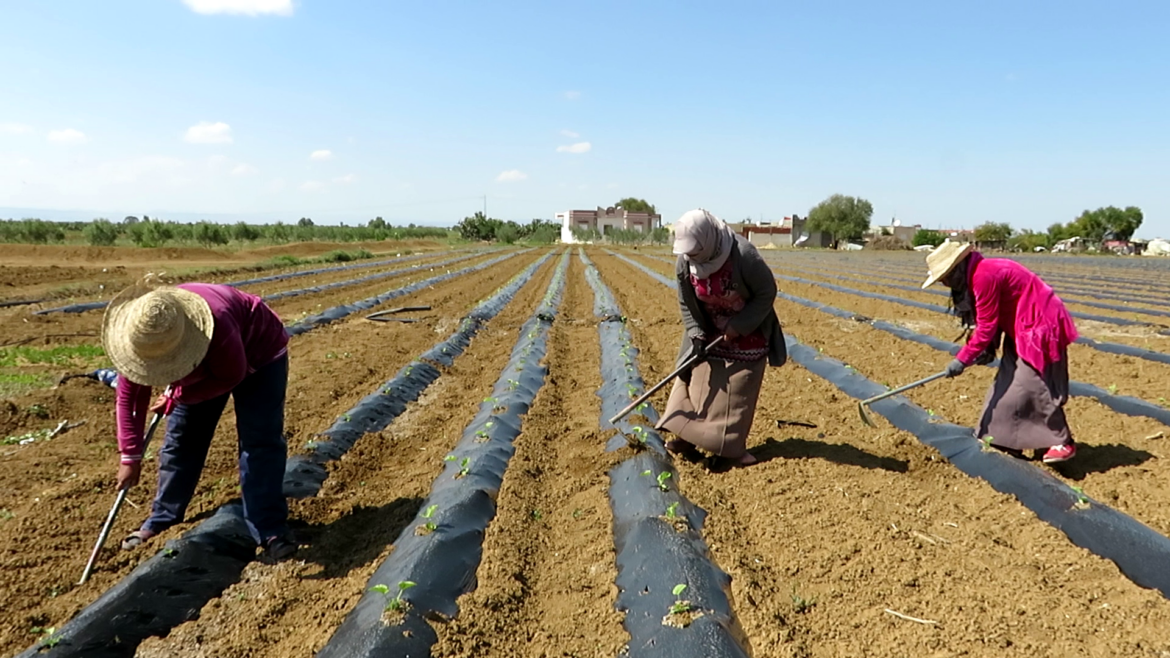 fleha المصادقة على خمسة قروض عقارية لفائدة فلاحين شبان لإقتناء أراضي فلاحية بولاية القصرين