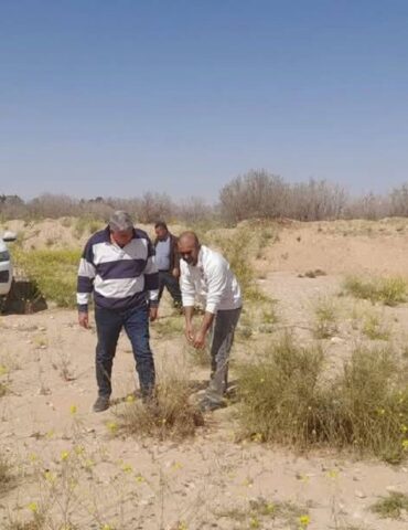 gafsa قفصة: عمليات استكشاف الجراد الصحراوي تثبت عدم وصوله إلى الجهة