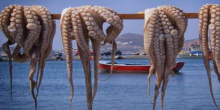 pêche aux poulpes