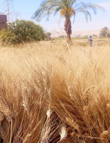 gafsa قفصة : تقديرات بإنتاج 164 ألف قنطار من القمح الصلب