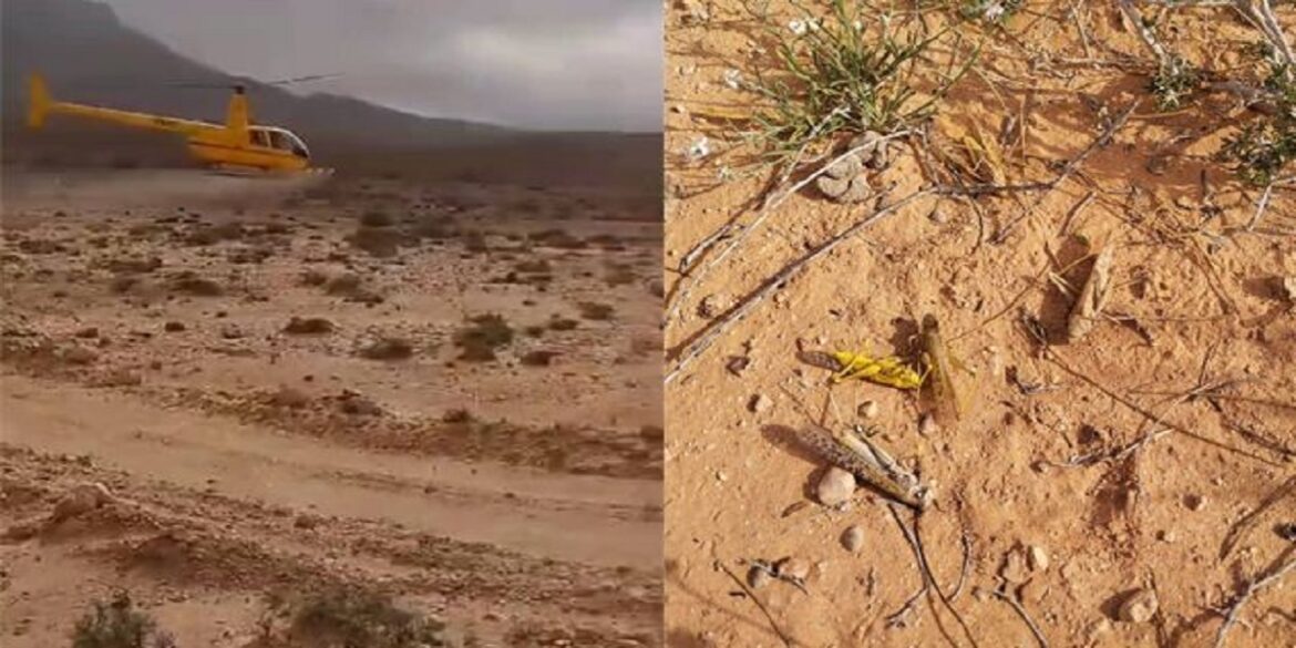 jaradd مدنين: مداواة الجراد الصحراوي جوا على مساحة 300 هكتار