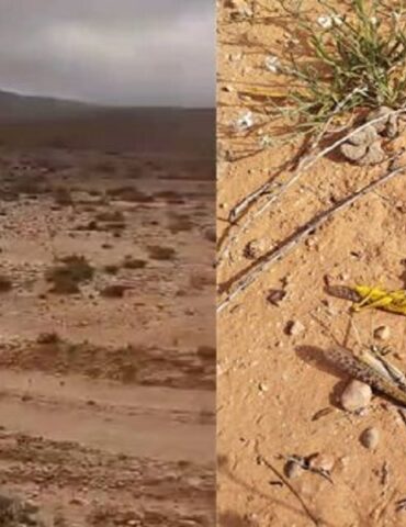 jaradd وزير الفلاحة يؤكد "السيطرة على الوضع" رغم توسع انتشار الجراد في تطاوين